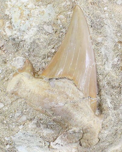 Large, Otodus Shark Tooth Fossil In Matrix #24882